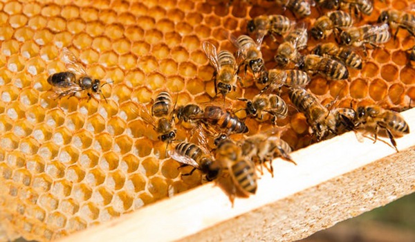 陈年蜂蜜能吃吗?陈年蜂蜜和新蜜哪个好?