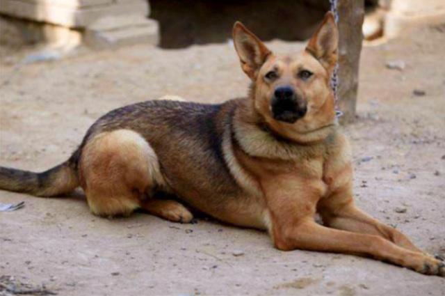 我就是这么可爱：老祖宗忠告“喂狗别喂饱”，非常有道理，而下一句更精辟