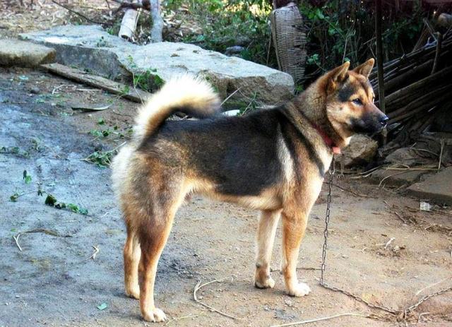 我就是这么可爱：老祖宗忠告“喂狗别喂饱”，非常有道理，而下一句更精辟