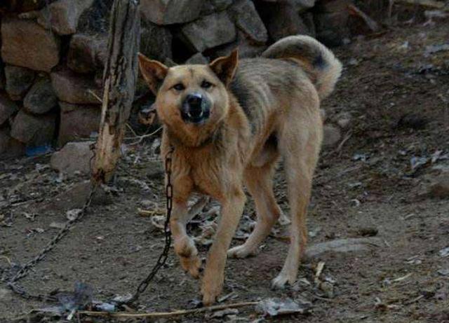 我就是这么可爱：老祖宗忠告“喂狗别喂饱”，非常有道理，而下一句更精辟