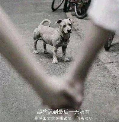 我就是这么可爱：老祖宗忠告“喂狗别喂饱”，非常有道理，而下一句更精辟