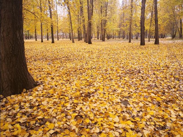 「胡杨柳飘飘」没有功劳就不要谈苦劳，现实不相信眼泪