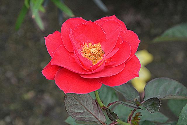 「心理观察家」对自己说一句，辛苦了