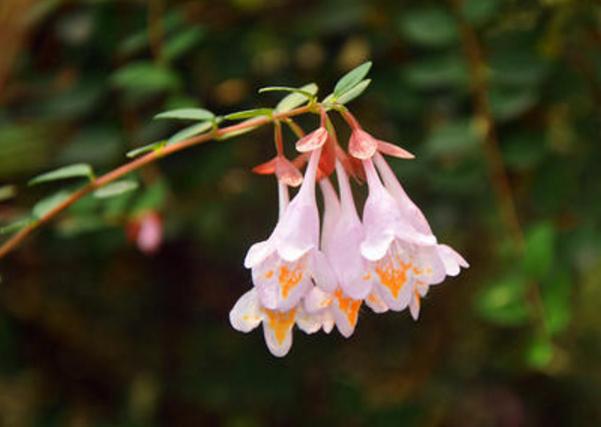 「心理观察家」对自己说一句，辛苦了