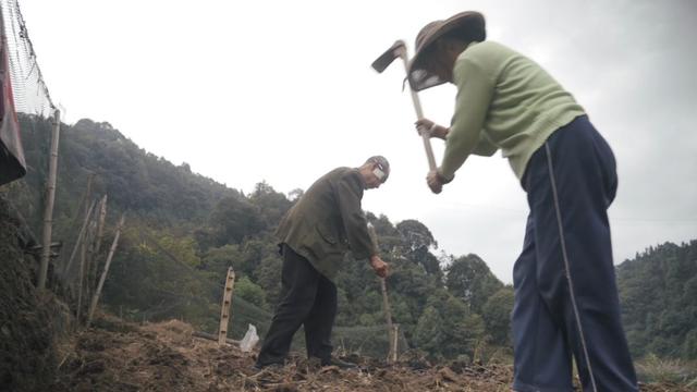 睿爸美食：我的家在农村 之 美丽的风景，从不缺少欣赏美的人