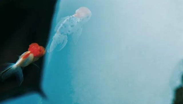 金微姐姐@中国最美妙的音乐：别让任何人打乱你生活的节奏