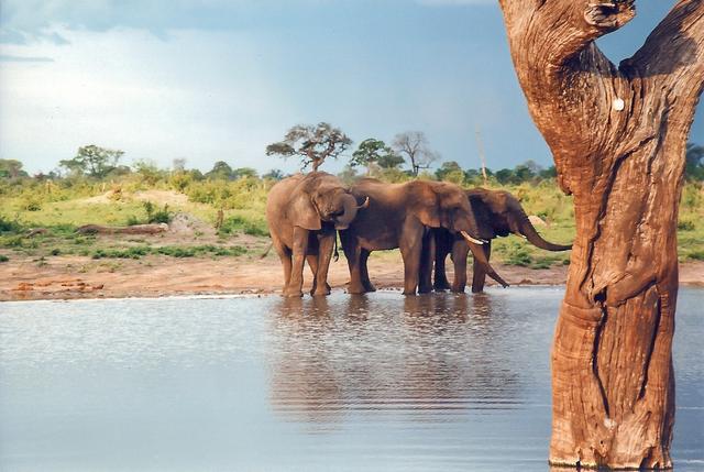 津巴布韦大旱致50多头大象饿死，急盼猎杀出口大象缓解资源压力