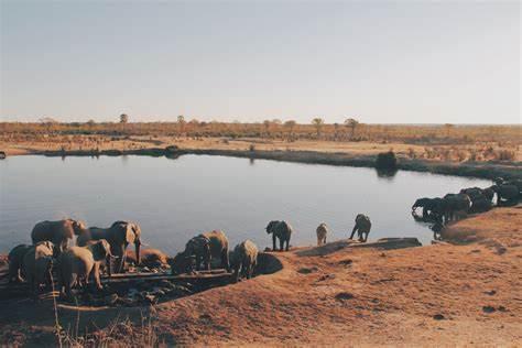 津巴布韦大旱致50多头大象饿死，急盼猎杀出口大象缓解资源压力