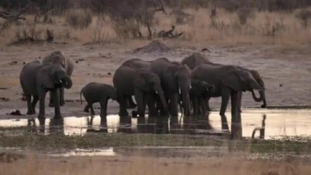津巴布韦旱情严重，国家公园饿死55头大象