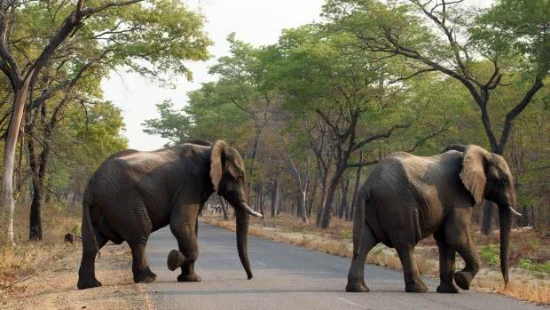 津巴布韦旱情严重，国家公园饿死55头大象