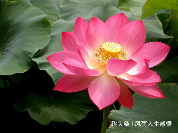 「风雨人生感悟」人越善，天越爱，心越善，福越来！