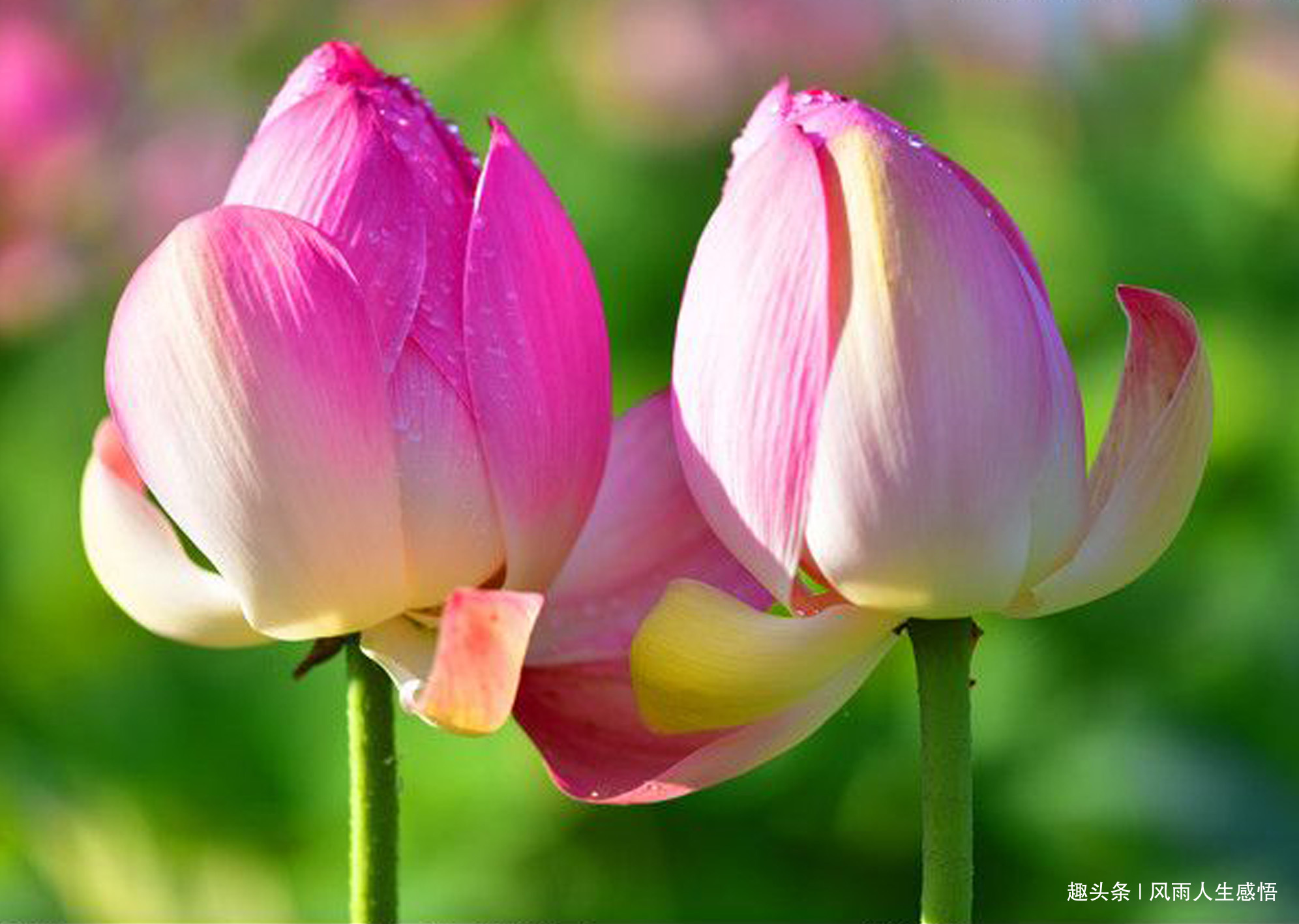 「风雨人生感悟」人越善，天越爱，心越善，福越来！