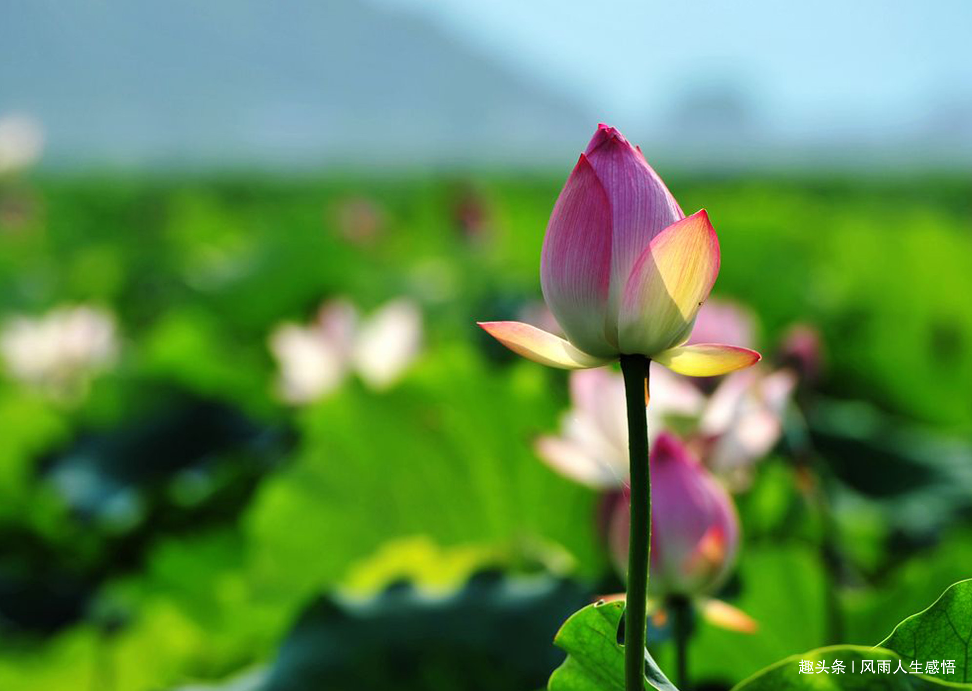 「风雨人生感悟」人越善，天越爱，心越善，福越来！