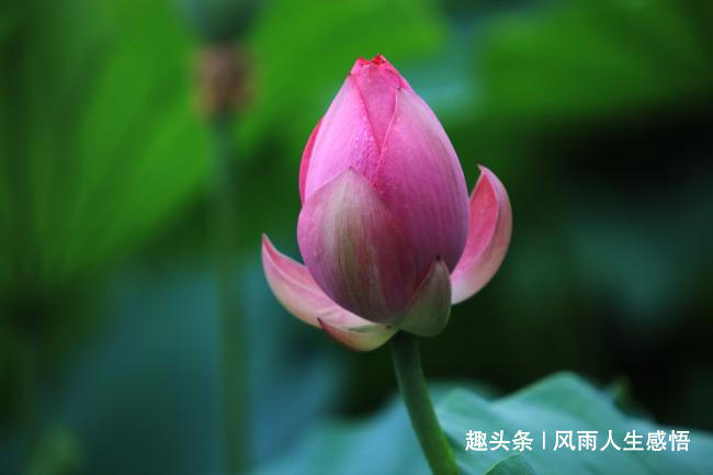 「风雨人生感悟」人越善，天越爱，心越善，福越来！