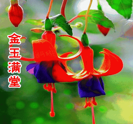 校园留声机■万全人生幸福相册，太漂亮了，保存在手机里，一生幸福如意