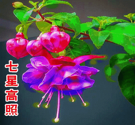 校园留声机■万全人生幸福相册，太漂亮了，保存在手机里，一生幸福如意