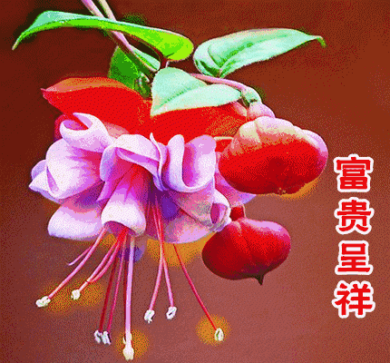 校园留声机■万全人生幸福相册，太漂亮了，保存在手机里，一生幸福如意