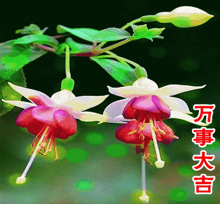 校园留声机■万全人生幸福相册，太漂亮了，保存在手机里，一生幸福如意