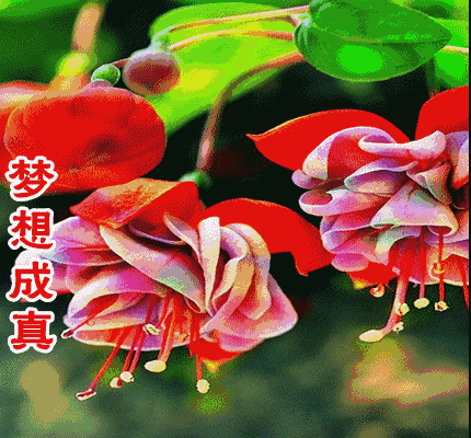 校园留声机■万全人生幸福相册，太漂亮了，保存在手机里，一生幸福如意