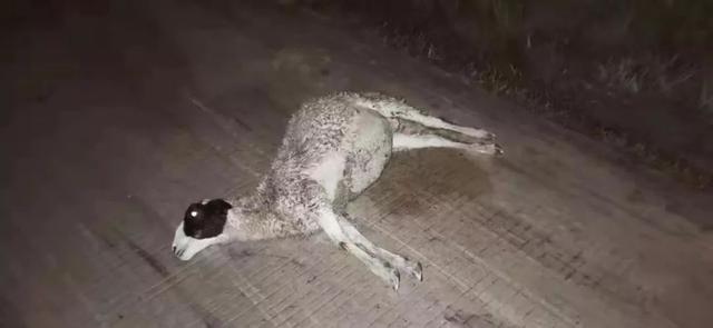 十几只羊被撞死 交警通过遗落雾灯抽丝剥茧侦破撞羊逃逸案