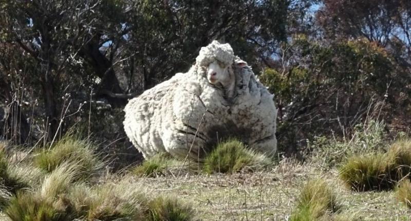 拥有最多羊毛的羊死亡 曾剃下40.45公斤毛
