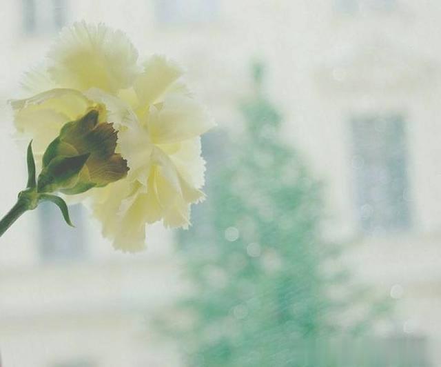 [星河酱的二三日常]孤单却不孤独