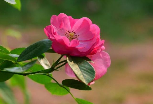 [糖果儿]大爱，总是无声的