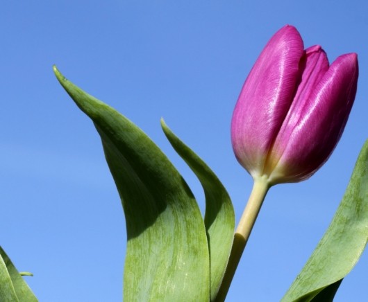 [情感新淼]有“直男癌”的三个生肖，不太会讲话，从来不说自己的错