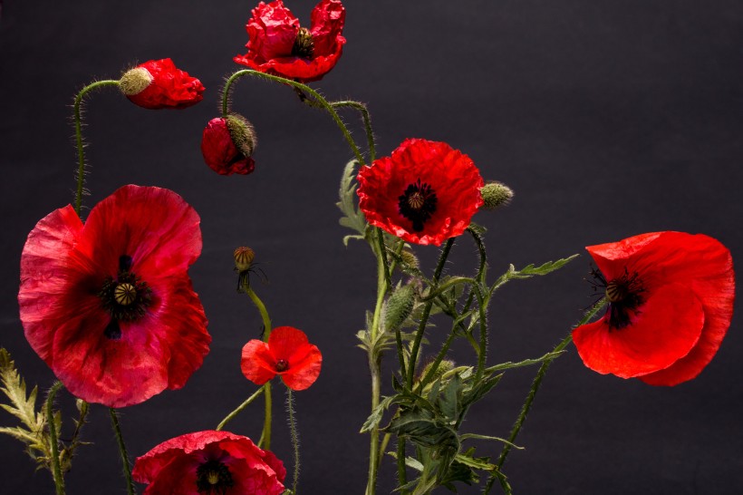 [情感新淼]有“直男癌”的三个生肖，不太会讲话，从来不说自己的错