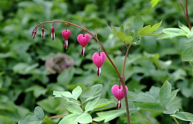 「感悟哲理美文」成熟的人生：不恋过往，不负当下，不畏将来