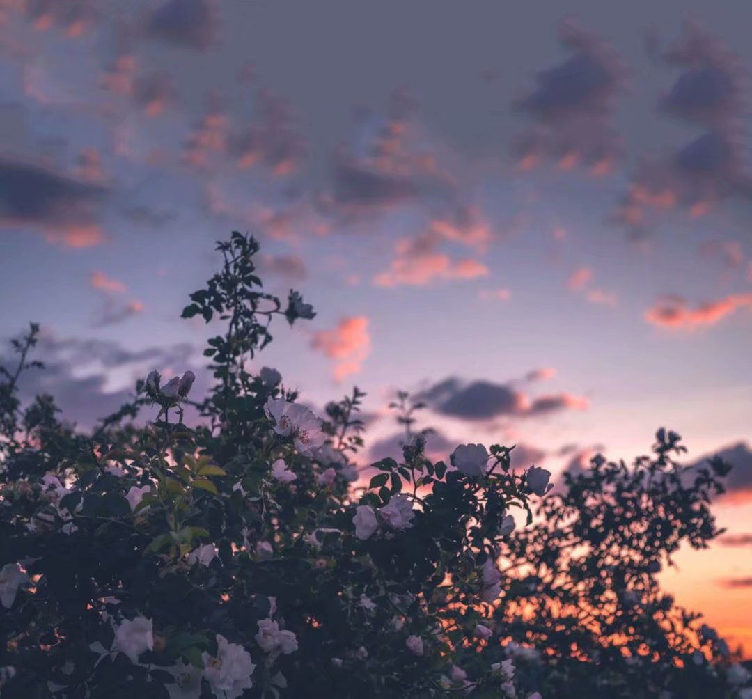 「忽如一夜春风来」你活成了自己想要的样子了吗