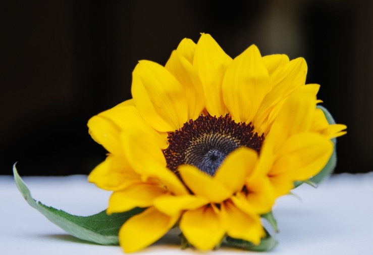 「情感新淼」是“钢铁直男”的三个生肖男，经常和老婆计较，不懂得退让