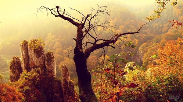 「光明网」凡事不论成败，只要经历；这一生，本就是为了不输给自己而已！