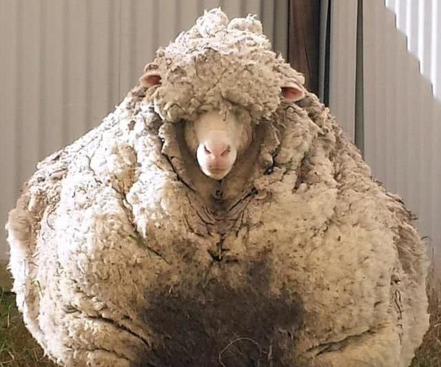 世界最毛茸茸绵羊被人类救助4年后死亡，死因：没按时吃早餐