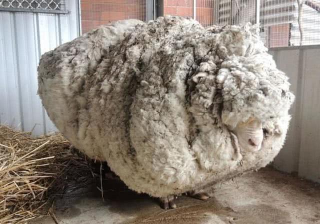 世界最毛茸茸绵羊被人类救助4年后死亡，死因：没按时吃早餐