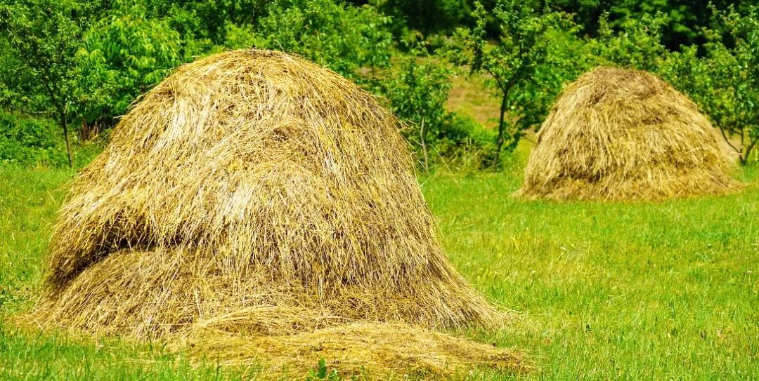 泰尔泰勒：头发多也烦恼？头发少的痛苦，又有谁知道！