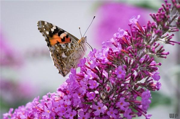 【光明网】明白的人懂得放弃，真情的人懂得牺牲，幸福的人懂得超脱