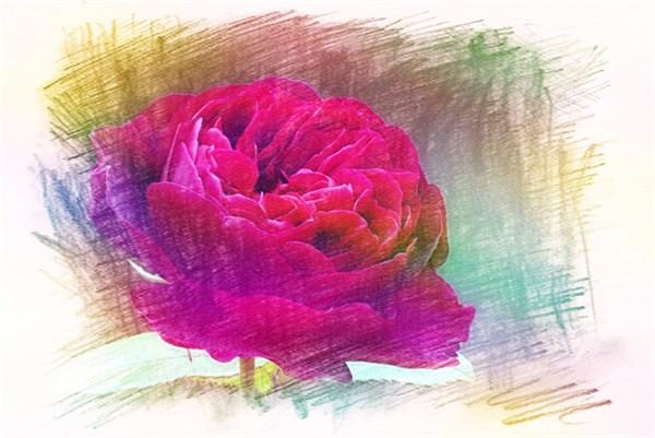 【光明网】明白的人懂得放弃，真情的人懂得牺牲，幸福的人懂得超脱