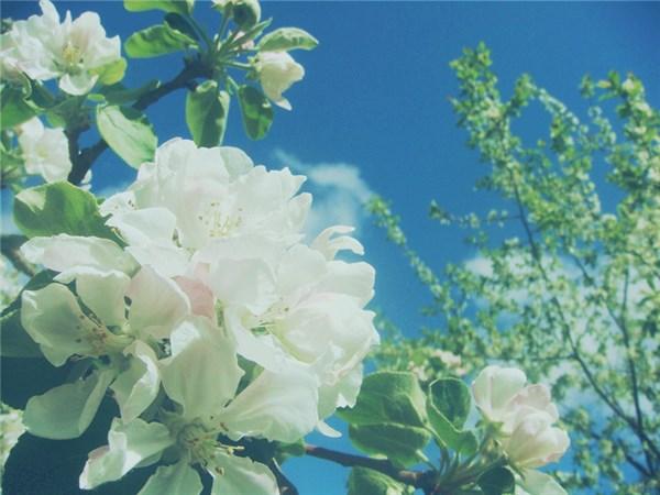 【光明网】明白的人懂得放弃，真情的人懂得牺牲，幸福的人懂得超脱