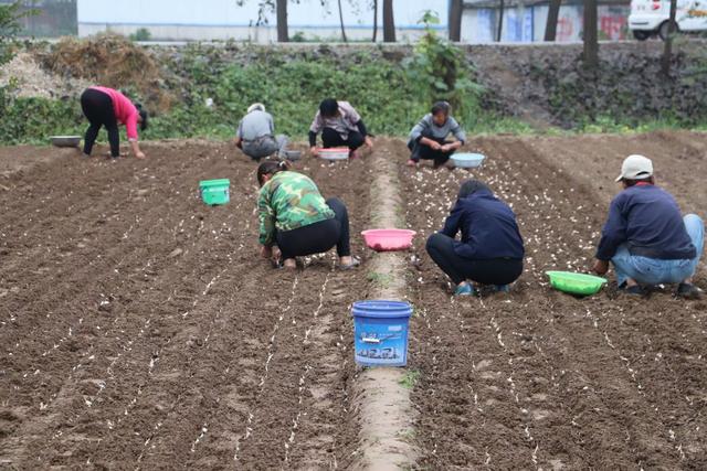 [浅浅情感说]乡村纪事：爱唠叨的娘啊，我憎恨你，也爱你