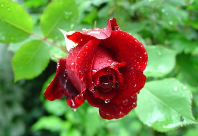 #励志司机贺贺#善良，永不过期；好心，必有好报