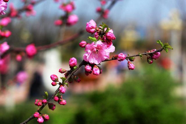 「励志的晓莉」请记住：别人的滴水之恩