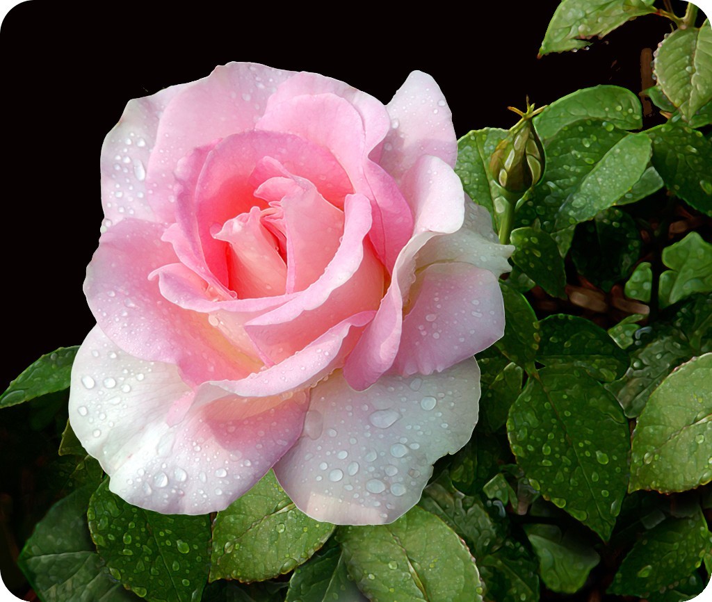 天天励志正能量@学会控制心情，生活才会祥和