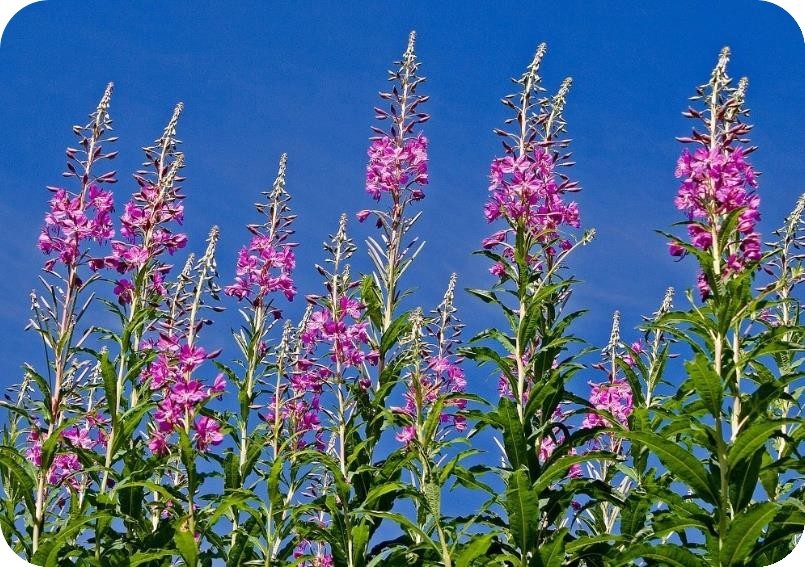 天天励志正能量@学会控制心情，生活才会祥和