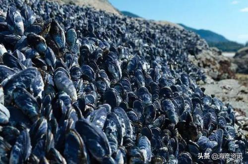 西澳大利亚大规模贝类死亡，贻贝散布在超1公里长的海滩上