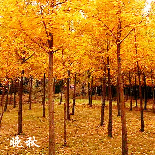 「淡雅悦读」岁月的无情，沧桑了我的伤感