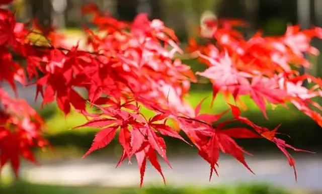 「淡雅悦读」岁月的无情，沧桑了我的伤感