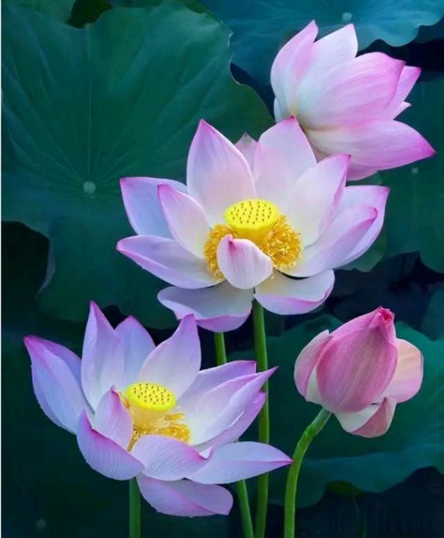 积极虹英：高情商的人，谨慎为明天塑形