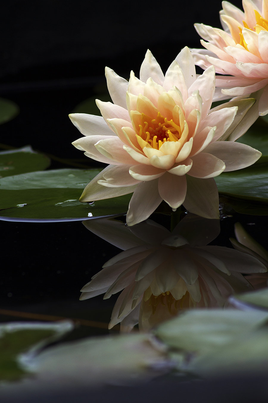 「少林问禅」当我们把自己逼到角落，想想《心经》里的智慧，便可得到解脱