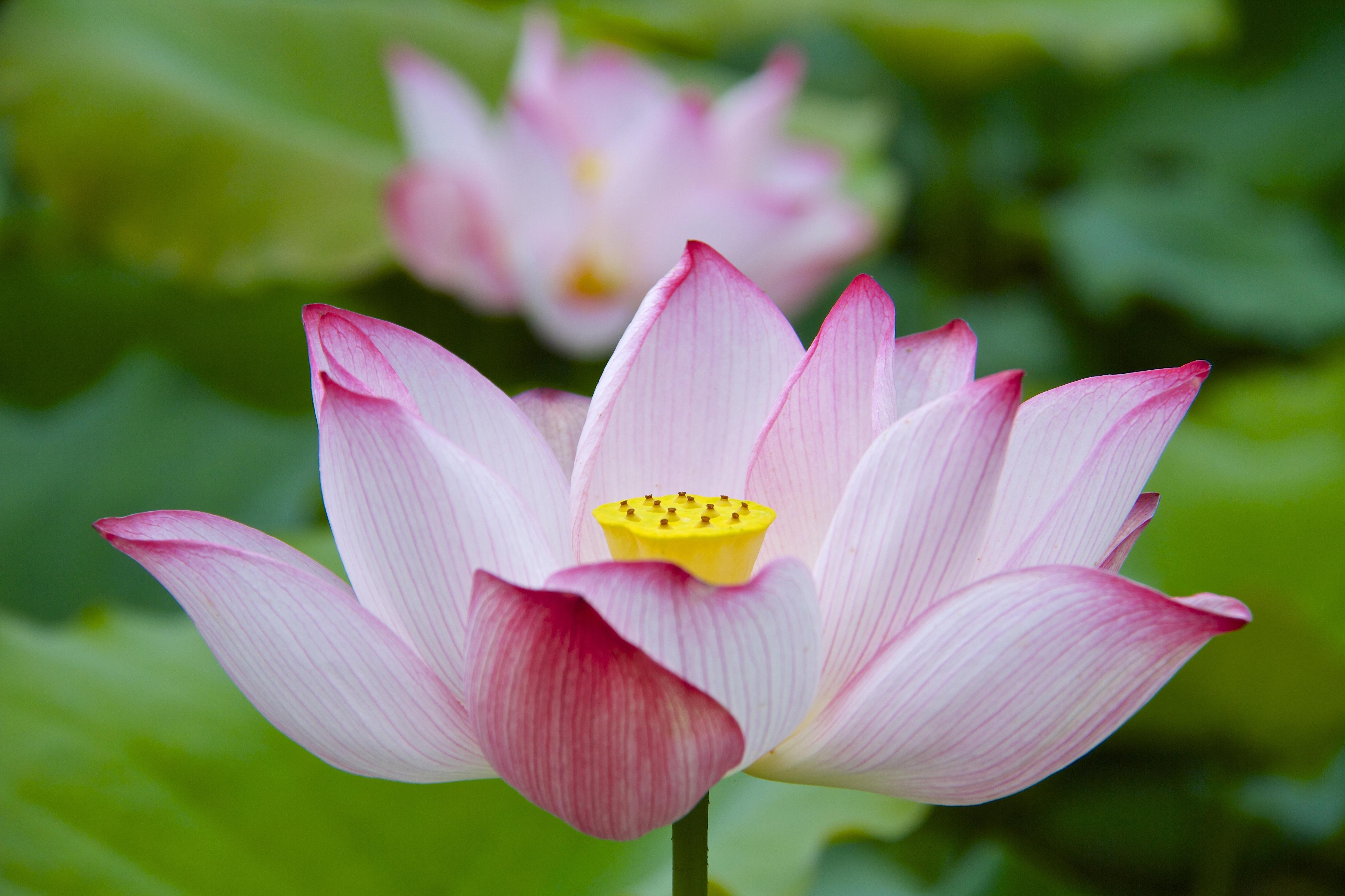 「少林问禅」当我们把自己逼到角落，想想《心经》里的智慧，便可得到解脱